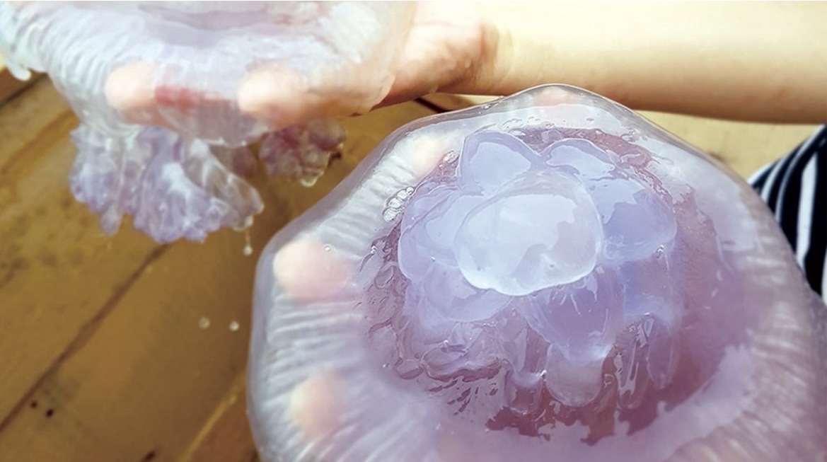 Ngư dân trúng “lộc biển”, mỗi ngày thu tiền triệu